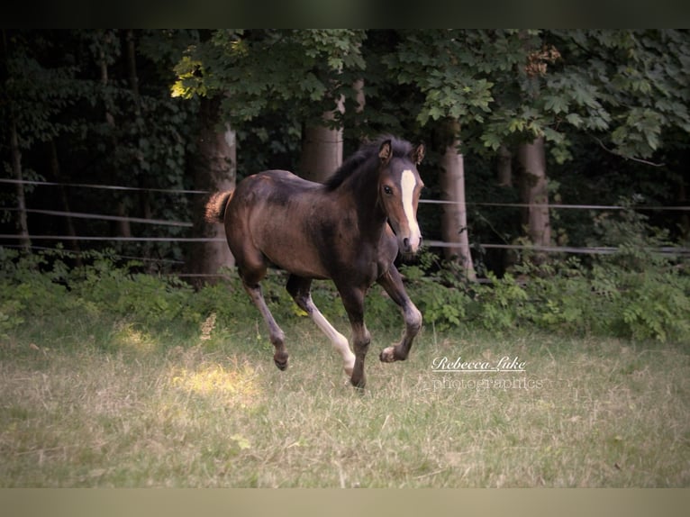 Deutsches Reitpony Stute Fohlen (05/2025) 148 cm in Hagen
