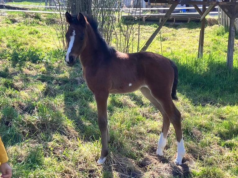 Deutsches Reitpony Stute  150 cm Brauner in Heiligenschwendi