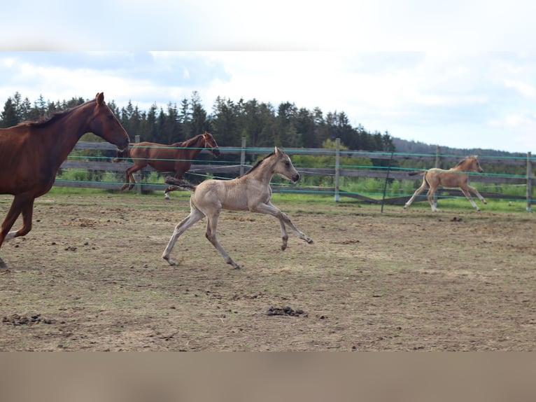 Deutsches Reitpony Stute  150 cm Buckskin in Zell
