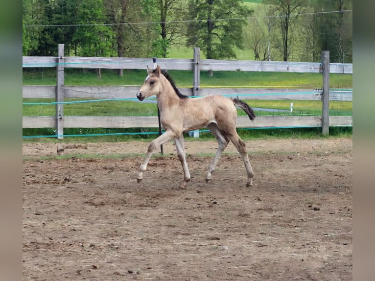 Deutsches Reitpony Stute  150 cm Buckskin in Zell