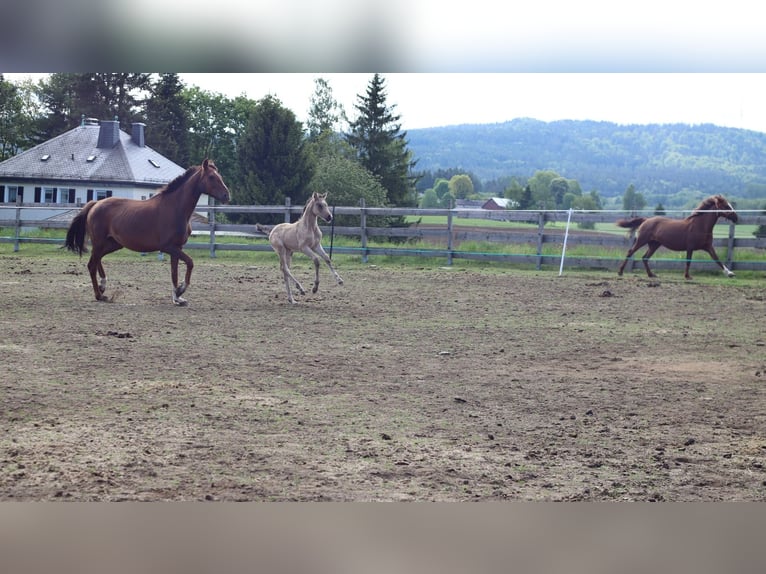 Deutsches Reitpony Stute  150 cm Buckskin in Zell