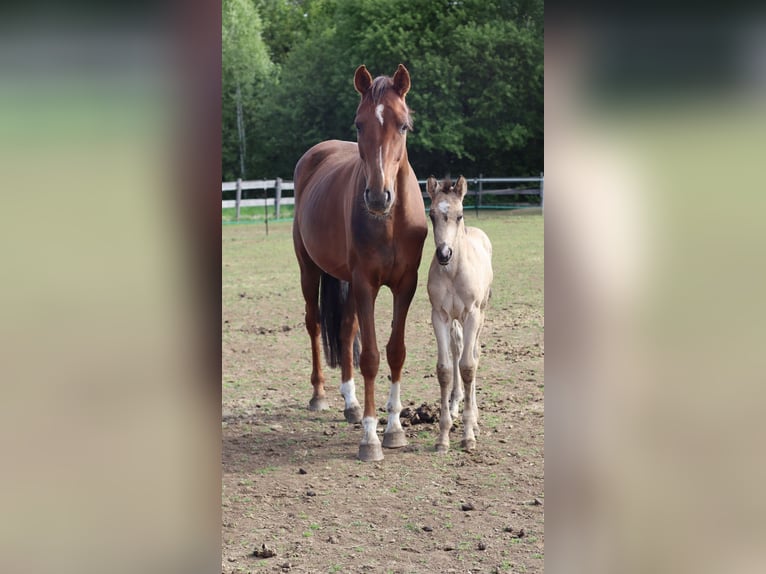 Deutsches Reitpony Stute  150 cm Buckskin in Zell