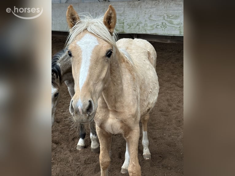 Deutsches Reitpony Mix Stute Fohlen (03/2026) 150 cm Palomino in Buchen (Odenwald)