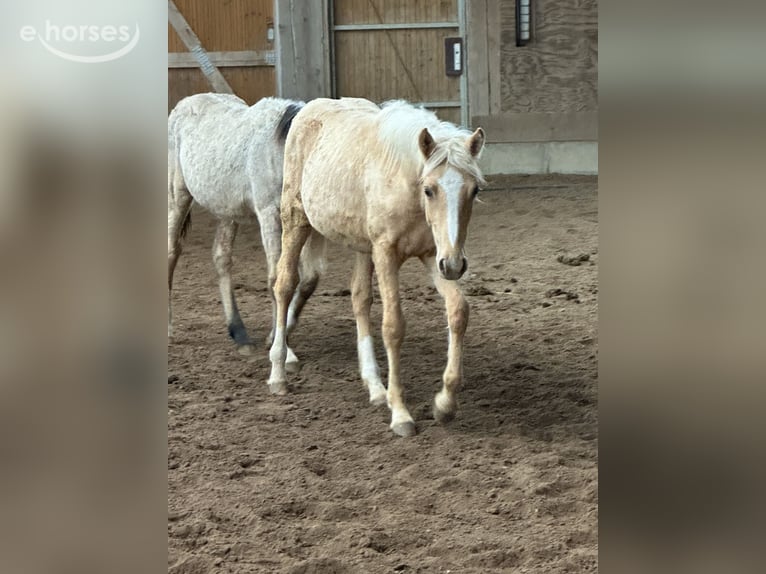 Deutsches Reitpony Mix Stute Fohlen (03/2026) 150 cm Palomino in Buchen (Odenwald)