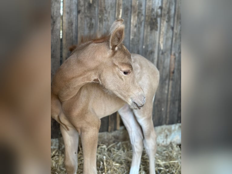 Deutsches Reitpony Stute  150 cm Palomino in Zell