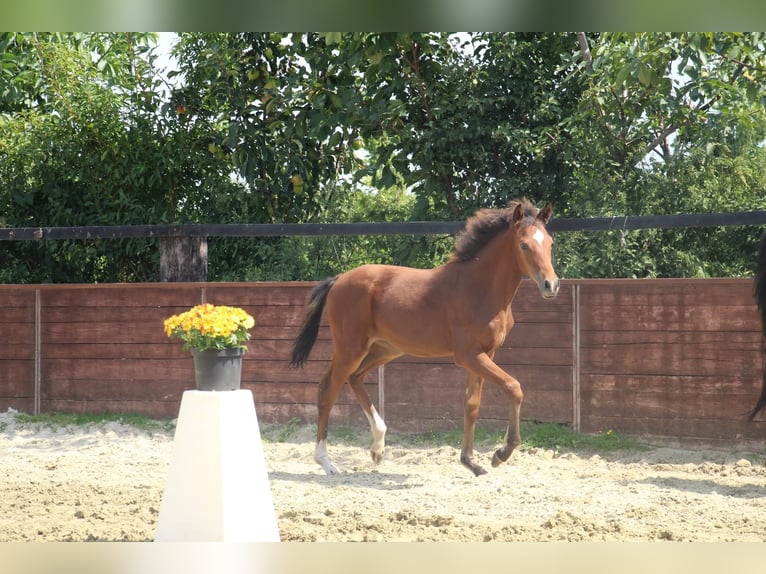 Deutsches Reitpony Stute Fohlen (03/2025) 153 cm Brauner in Rees
