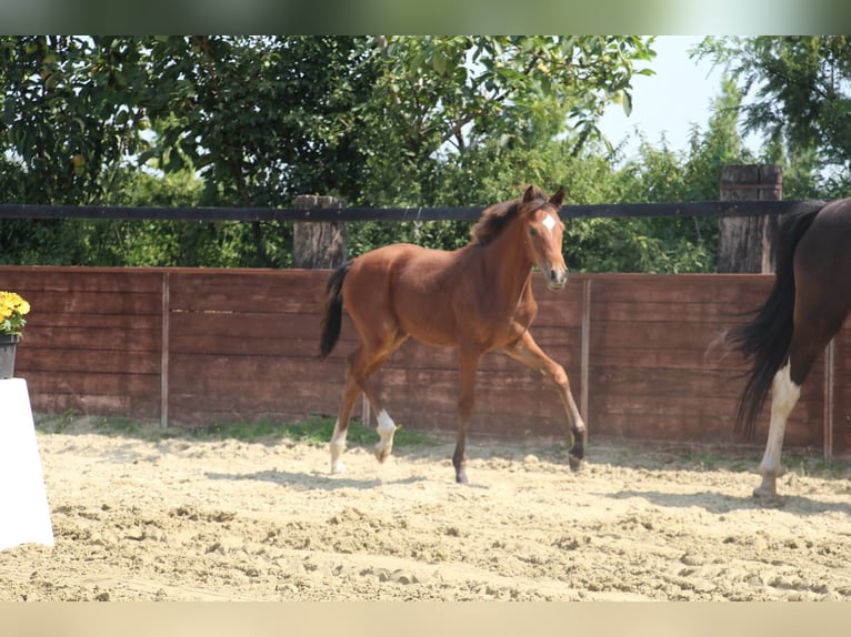 Deutsches Reitpony Stute Fohlen (03/2025) 153 cm Brauner in Rees