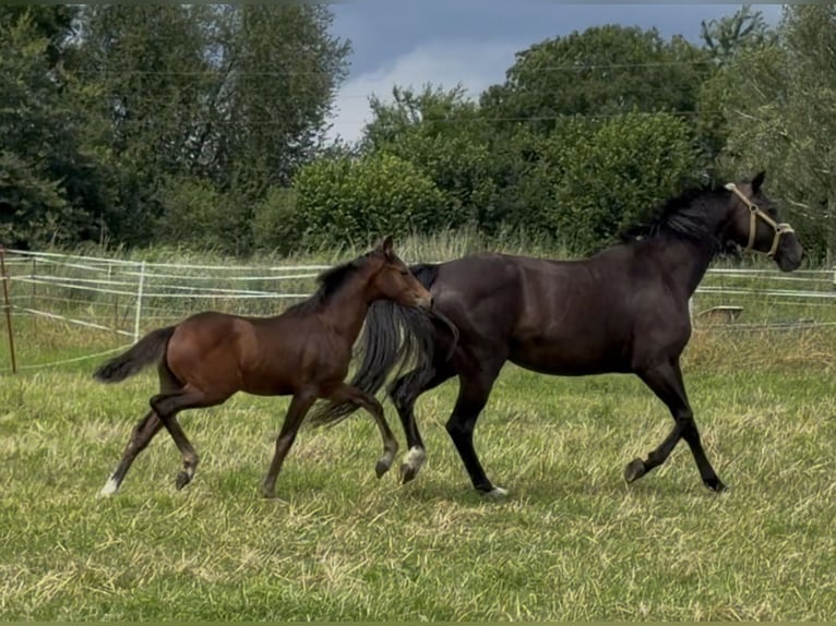 Deutsches Reitpony Stute Fohlen (04/2026) 155 cm Brauner in Mannhausen