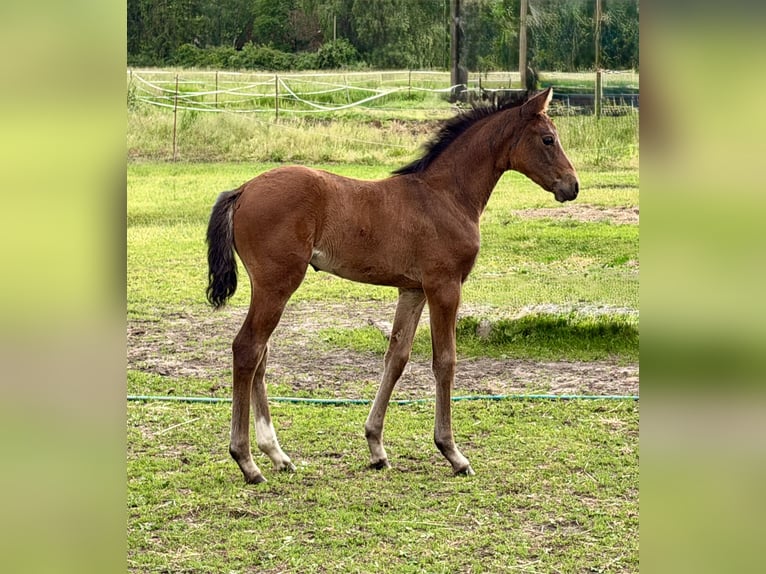 Deutsches Reitpony Stute Fohlen (04/2026) 155 cm Brauner in Mannhausen
