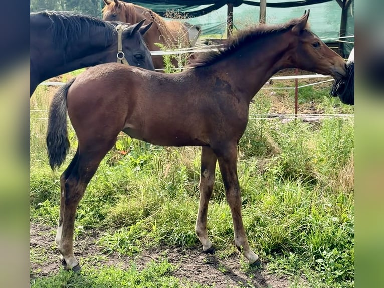 Deutsches Reitpony Stute Fohlen (04/2026) 155 cm Brauner in Mannhausen