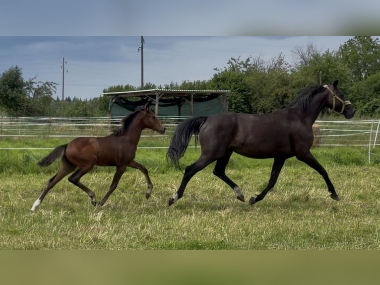 Deutsches Reitpony Stute Fohlen (04/2026) 155 cm Brauner in Mannhausen