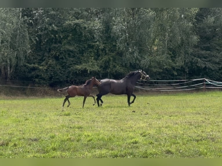Deutsches Reitpony Stute Fohlen (04/2026) 155 cm Brauner in Mannhausen