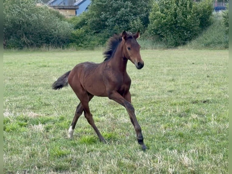Deutsches Reitpony Stute Fohlen (04/2026) 155 cm Brauner in Mannhausen