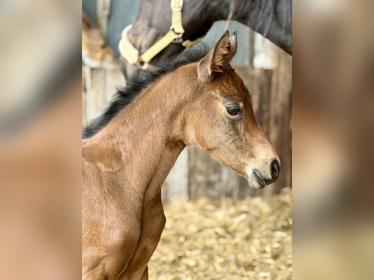 Deutsches Reitpony Stute Fohlen (04/2026) 155 cm Brauner in Mannhausen