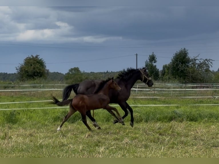 Deutsches Reitpony Stute Fohlen (04/2026) 155 cm Brauner in Mannhausen