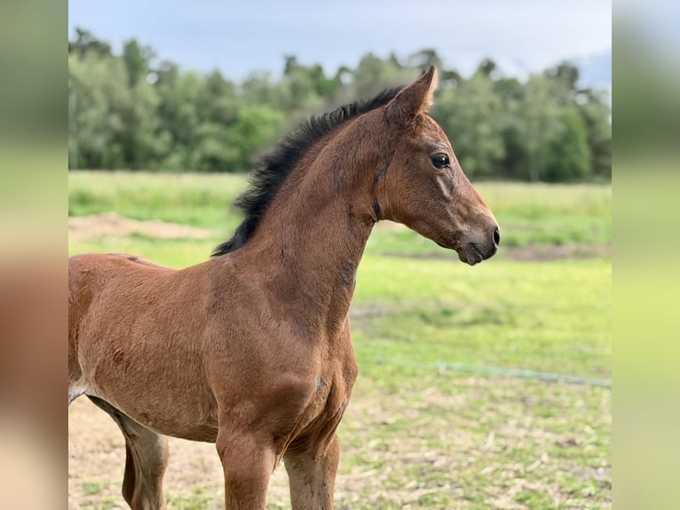 Deutsches Reitpony Stute Fohlen (04/2026) 155 cm Brauner in Mannhausen