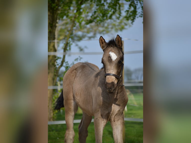 Deutsches Reitpony Stute  155 cm Buckskin in Krummh&#xF6;rn