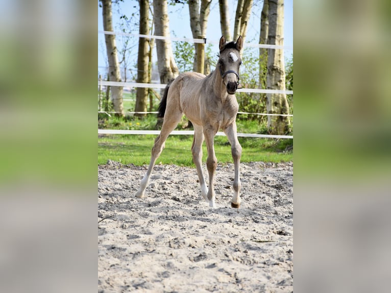 Deutsches Reitpony Stute  155 cm Buckskin in Krummh&#xF6;rn
