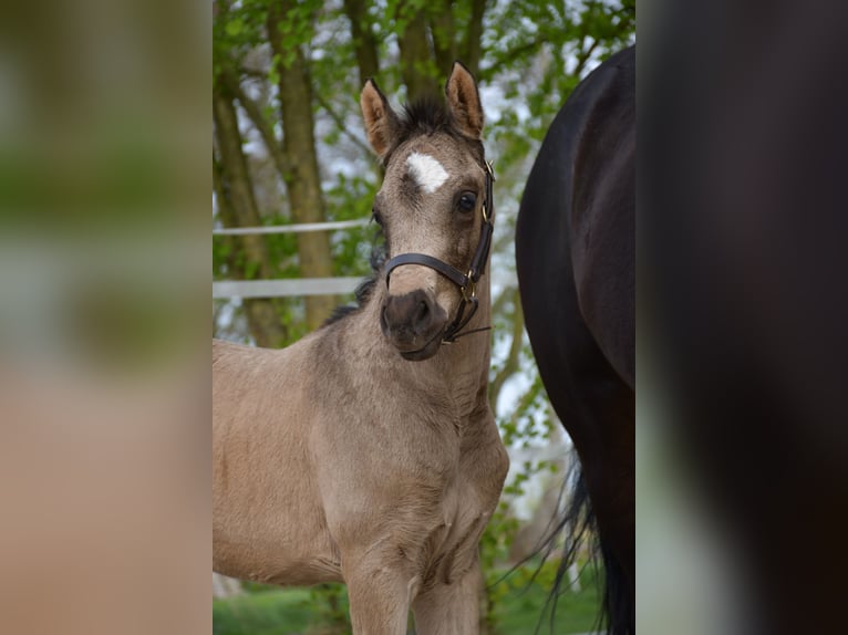 Deutsches Reitpony Stute  155 cm Buckskin in Krummh&#xF6;rn