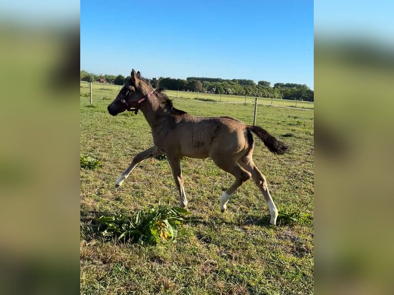 Deutsches Reitpony Stute  155 cm Buckskin in Krummh&#xF6;rn