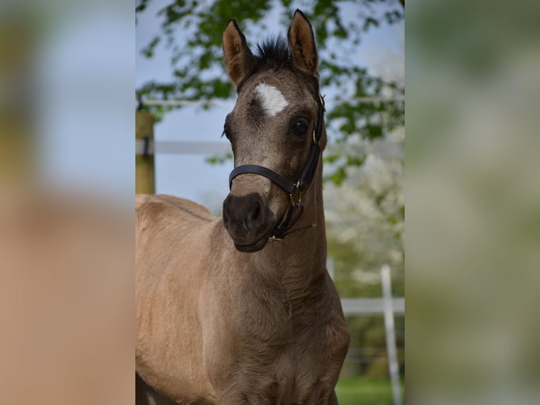 Deutsches Reitpony Stute  155 cm Buckskin in Krummh&#xF6;rn
