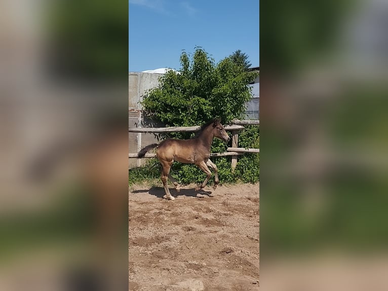 Deutsches Reitpony Stute  155 cm Buckskin in Plankstadt