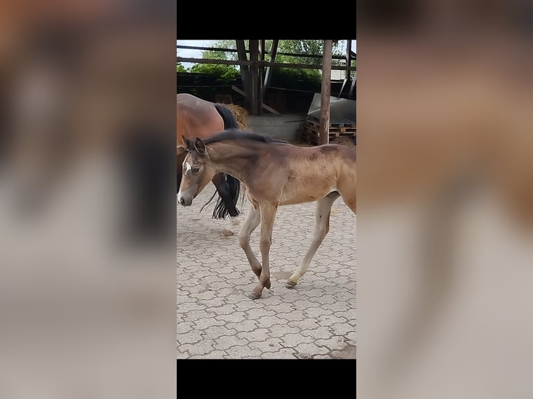 Deutsches Reitpony Stute  155 cm Buckskin in Plankstadt