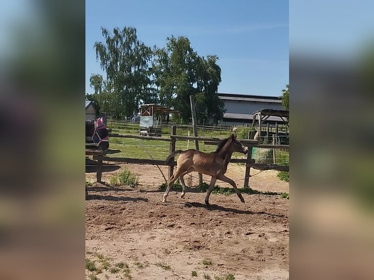 Deutsches Reitpony Stute  155 cm Buckskin in Plankstadt