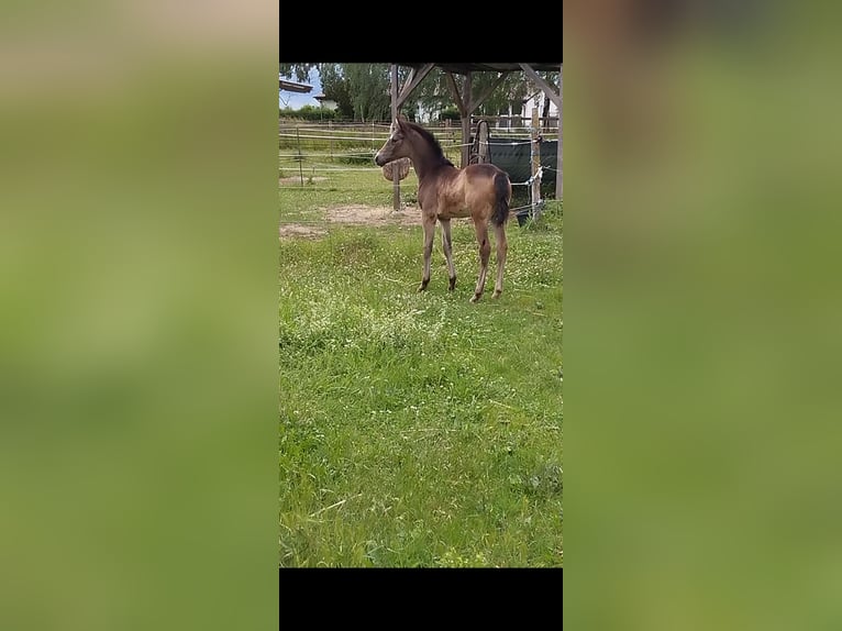 Deutsches Reitpony Stute  155 cm Buckskin in Plankstadt