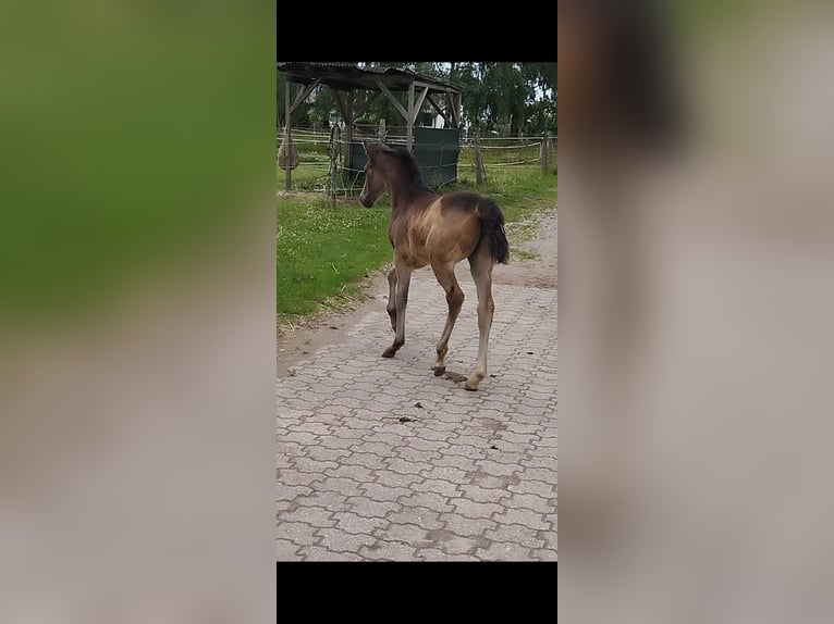 Deutsches Reitpony Stute  155 cm Buckskin in Plankstadt
