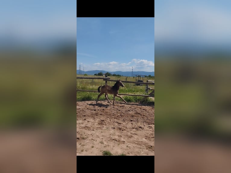 Deutsches Reitpony Stute  155 cm Buckskin in Plankstadt