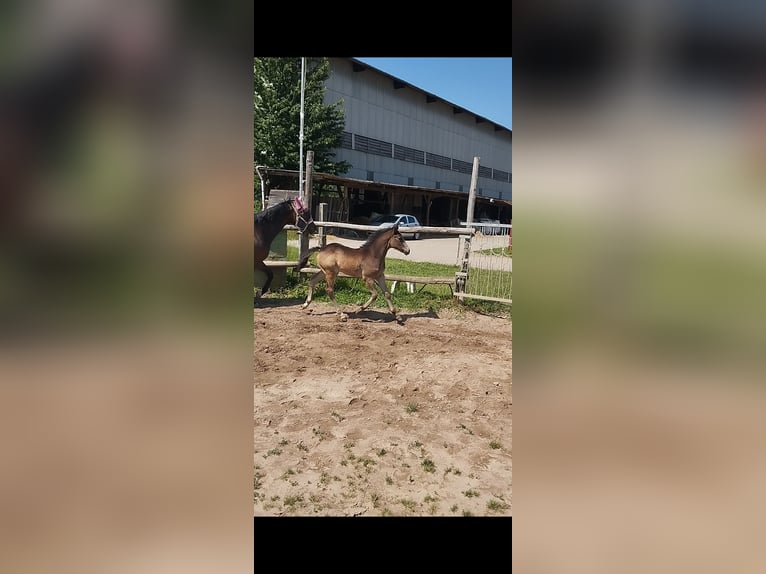 Deutsches Reitpony Stute  155 cm Buckskin in Plankstadt