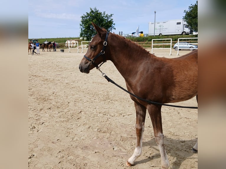 Deutsches Reitpony Stute Fohlen (04/2026) 155 cm Dunkelfuchs in Nümbrecht