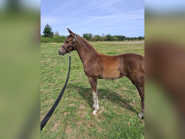 Deutsches Reitpony Stute Fohlen (04/2026) 155 cm Dunkelfuchs in Nümbrecht
