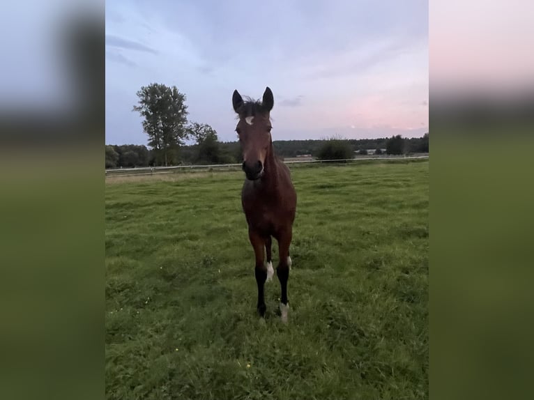 Deutsches Reitpony Stute Fohlen (04/2024) Brauner in Bienenbüttel