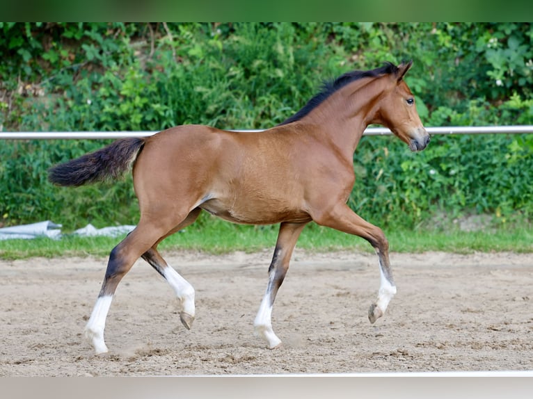 Deutsches Reitpony Stute Fohlen (03/2026) Brauner in Brockum