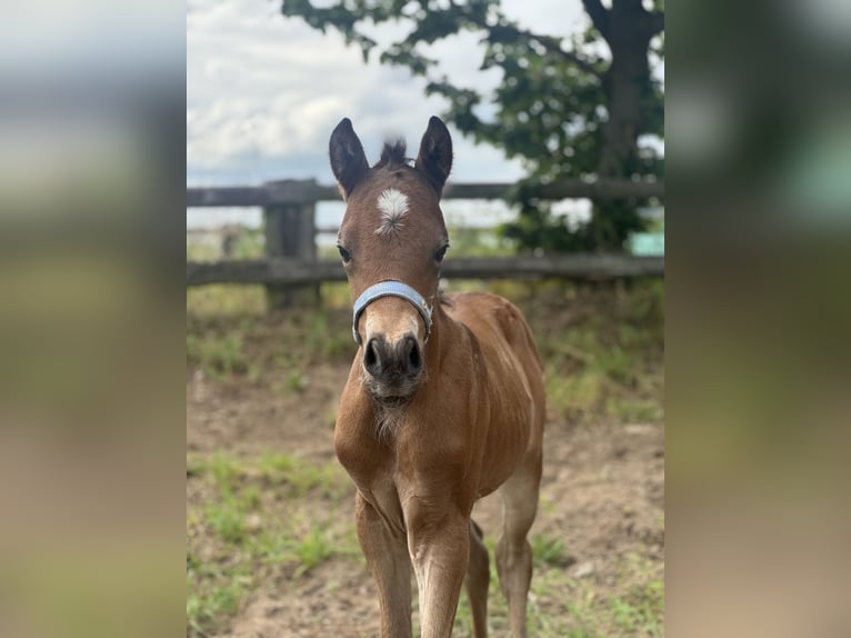 Deutsches Reitpony Stute  Brauner in Dormagen