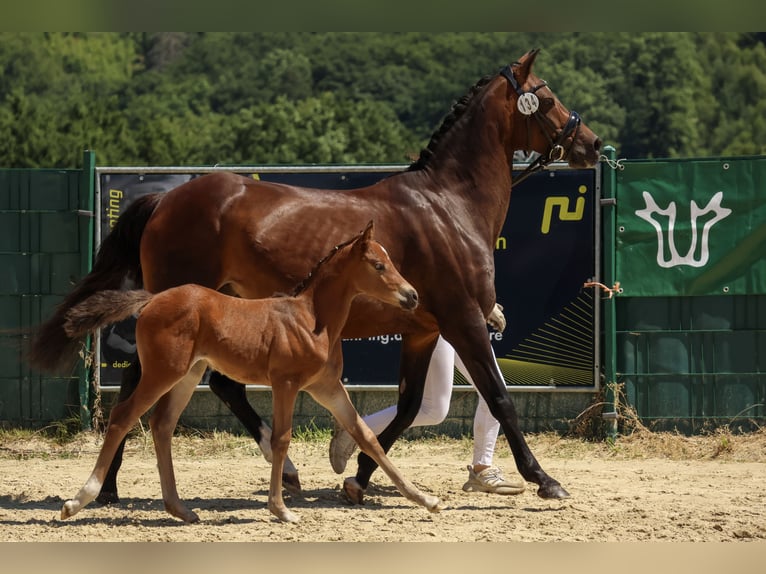Deutsches Reitpony Stute  Brauner in Dormagen