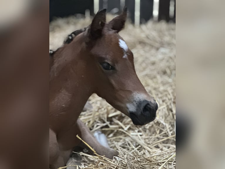 Deutsches Reitpony Stute  Brauner in Dormagen