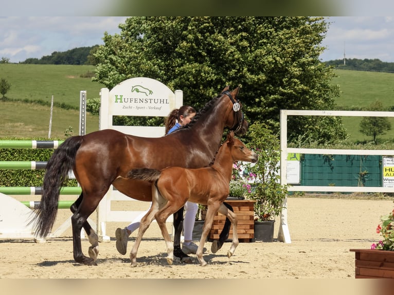Deutsches Reitpony Stute  Brauner in Dormagen