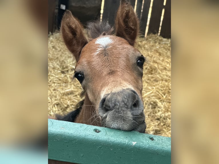 Deutsches Reitpony Stute  Brauner in Dormagen