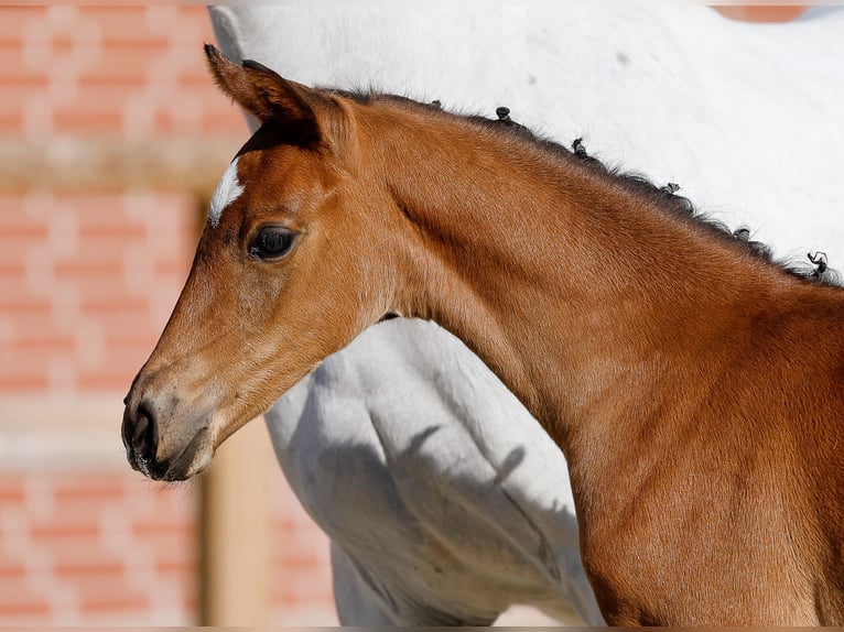 Deutsches Reitpony Stute  Brauner in Ganderkesee