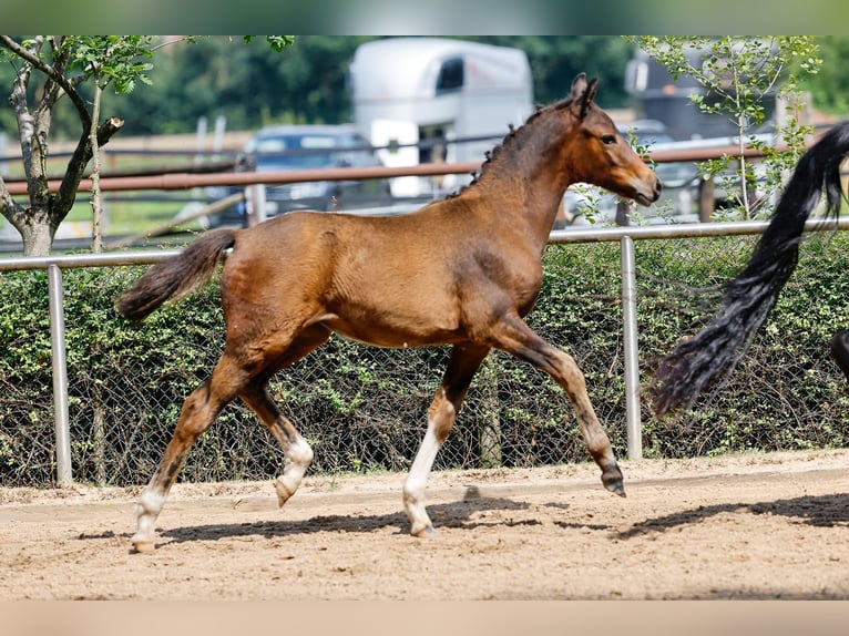 Deutsches Reitpony Stute Fohlen (04/2025) Brauner in Ganderkesee