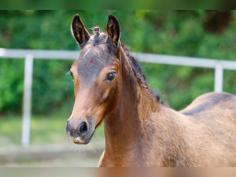 Deutsches Reitpony Stute Fohlen (04/2025) Brauner in Ganderkesee