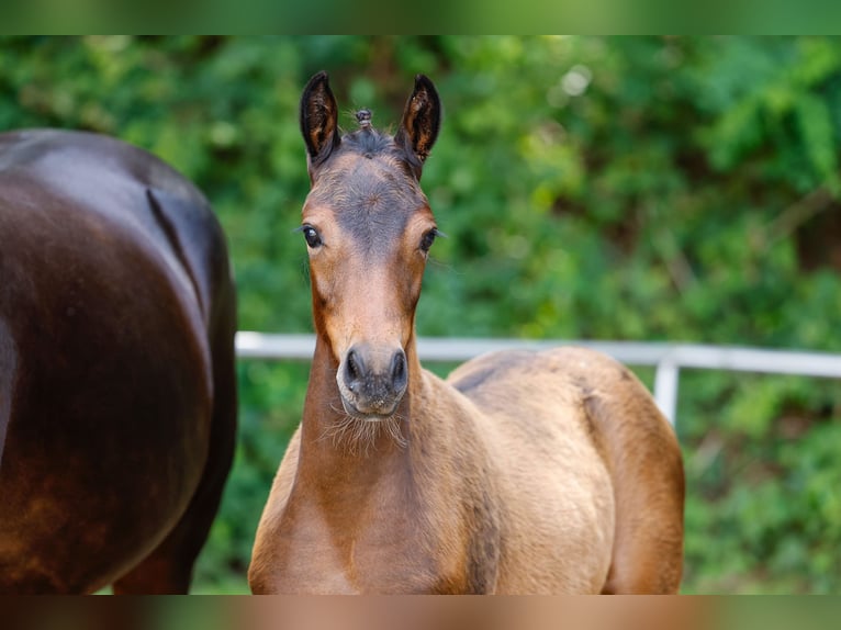 Deutsches Reitpony Stute Fohlen (04/2025) Brauner in Ganderkesee