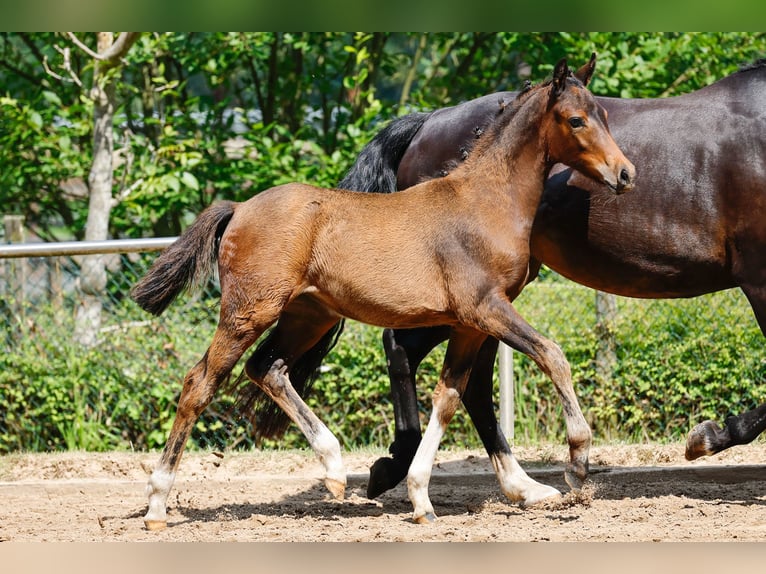 Deutsches Reitpony Stute Fohlen (04/2025) Brauner in Ganderkesee