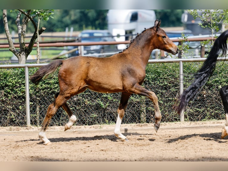 Deutsches Reitpony Stute Fohlen (04/2025) Brauner in Ganderkesee