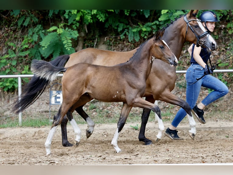 Deutsches Reitpony Stute Fohlen (05/2026) Brauner in Garrel