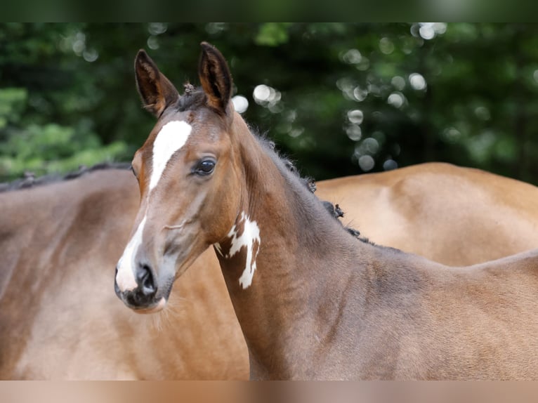 Deutsches Reitpony Stute Fohlen (05/2026) Brauner in Garrel