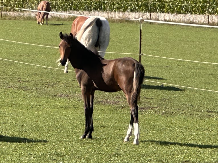 Deutsches Reitpony Stute Fohlen (03/2026) Brauner in Markt Schwaben
